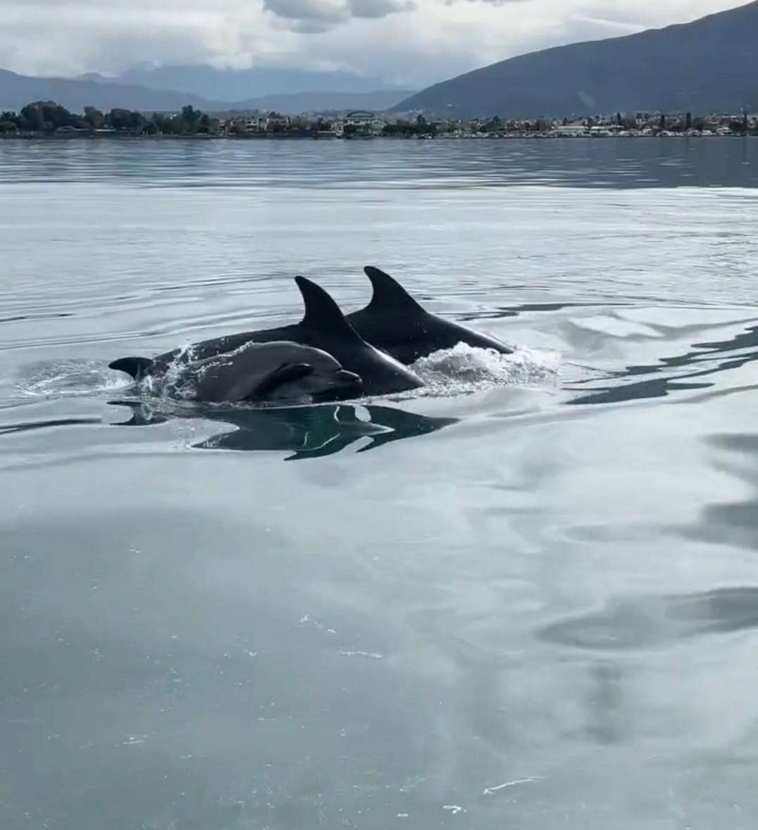 Fethiye Körfezi'nde Yunus Sürprizi 2